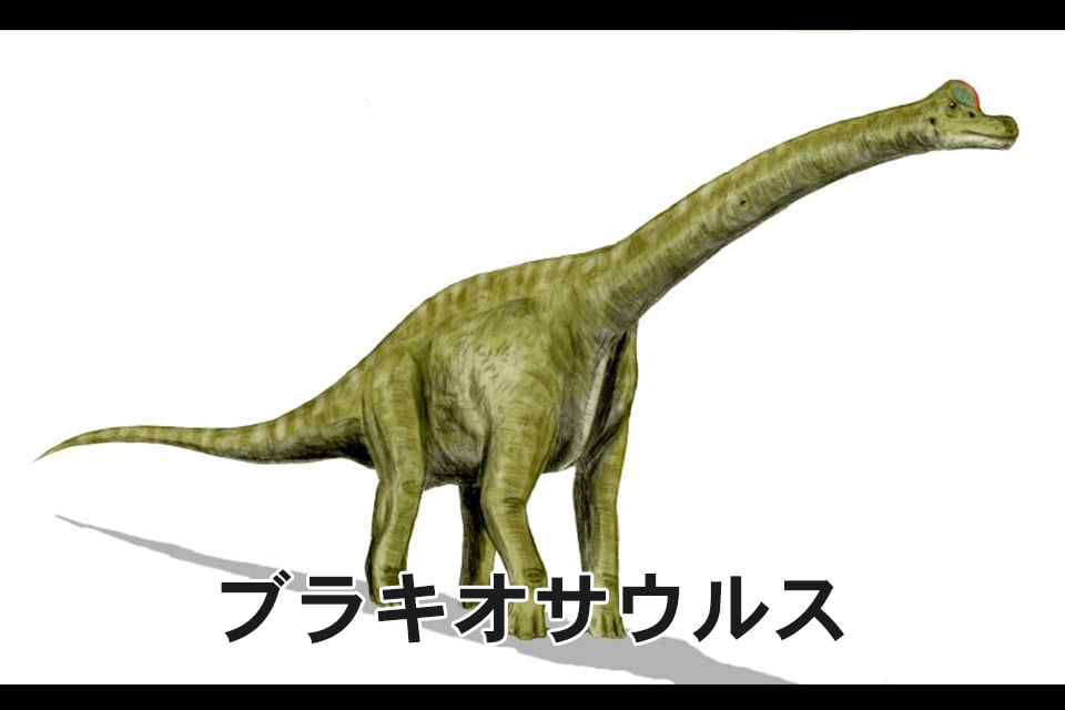 首の長い恐竜は何？